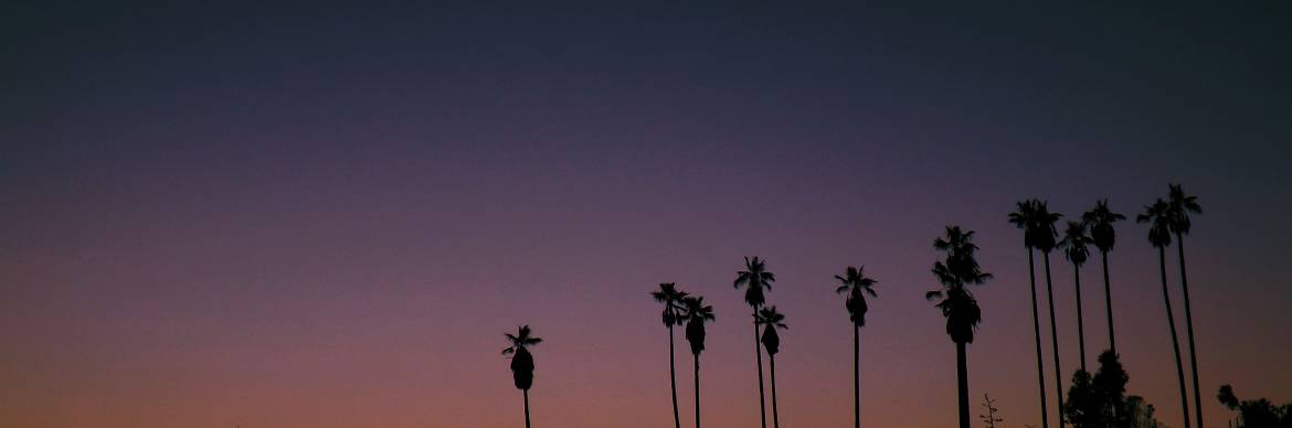 palm_cropped_skyheavy.jpg